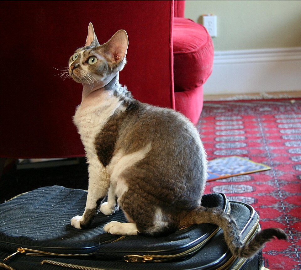 Imagem ilustrativa do artigo: Devon Rex: características de uma raça com pelagem cacheada