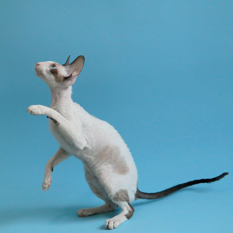 Imagem ilustrativa do artigo: Cornish Rex: características de uma raça elegante e ativa