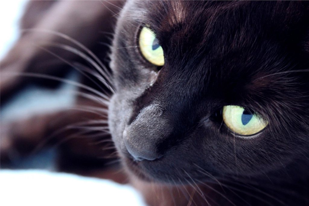 Imagem ilustrativa do artigo: Bombaim: características do gato que parece uma pantera em miniatura