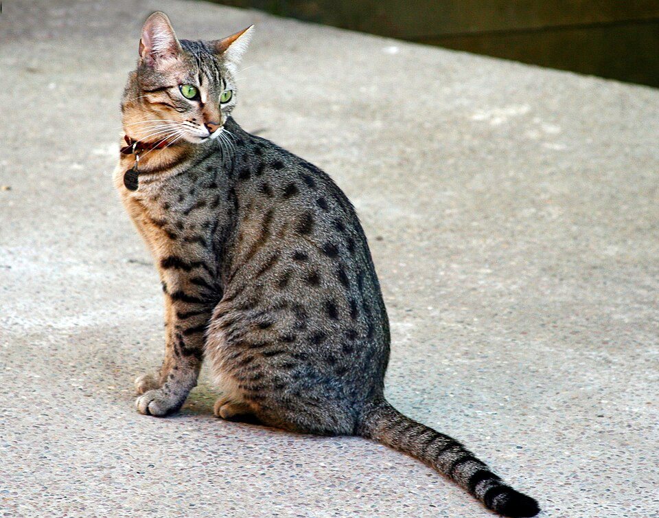 Imagem ilustrativa do artigo: Egyptian Mau: características de uma das raças de gato mais antigas
