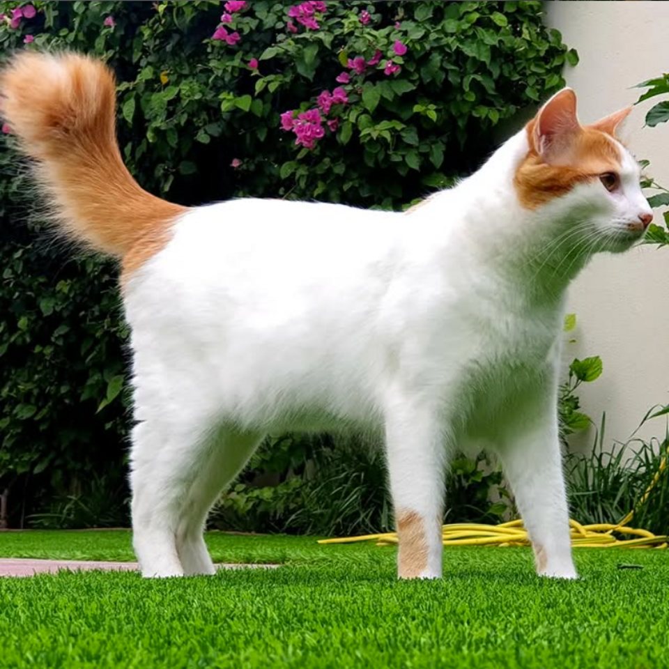 Imagem ilustrativa do artigo: Turkish Van: características de um gato que adora nadar