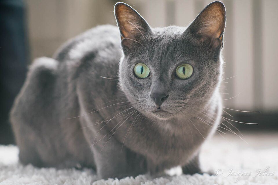 Imagem ilustrativa do artigo: Korat: características de uma raça rara e supersticiosamente sortuda