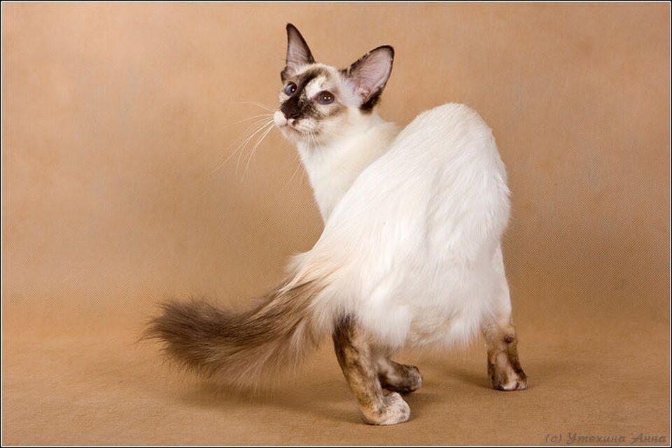Imagem ilustrativa do artigo: Balinês: características de uma raça elegante de pelo longo