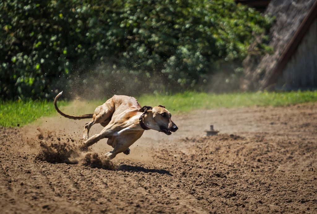 Imagem ilustrativa do artigo: Qual é o cachorro mais rápido do mundo em corrida registrada