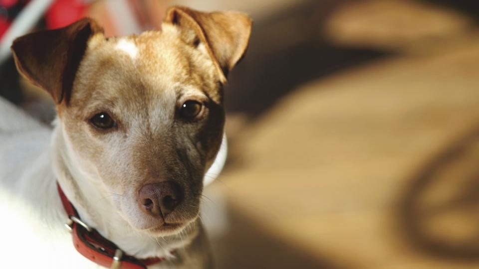 Imagem ilustrativa do artigo: A ansiedade do tutor pode ser sentida e transmitida para o cão? Entenda a pesquisa
