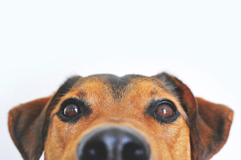 Imagem ilustrativa do artigo: Cães têm inteligência emocional? O que os estudos de cognição canina revelam