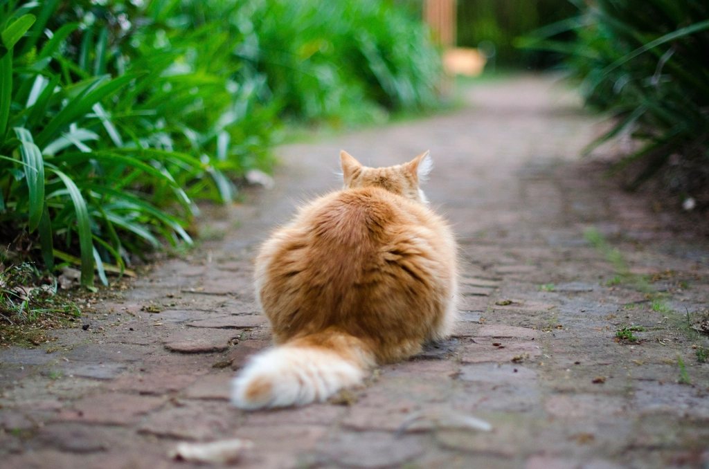 Imagem ilustrativa do artigo: Gatos são realmente mais independentes emocionalmente que os cães?