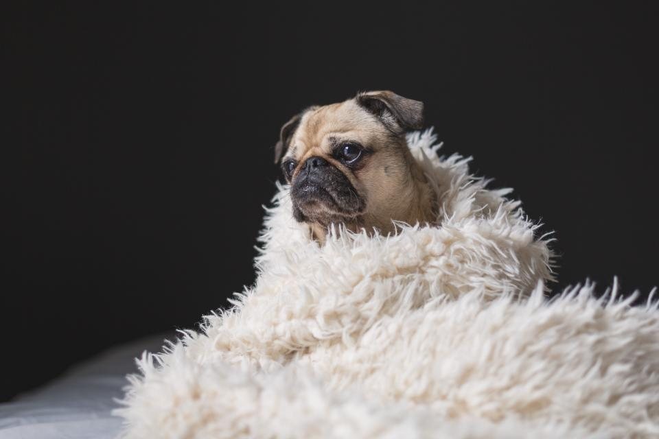 Imagem ilustrativa do artigo: Como a terapia assistida por animais ajuda em quadros de ansiedade e depressão humana