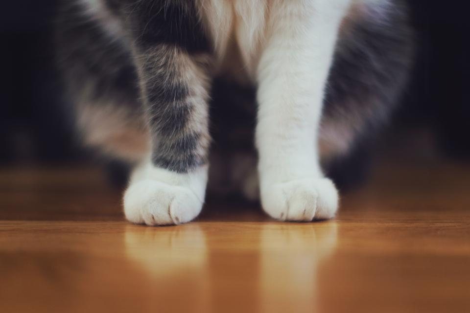 Imagem ilustrativa do artigo: Por que interagir com pets reduz o cortisol (hormônio do estresse) em humanos
