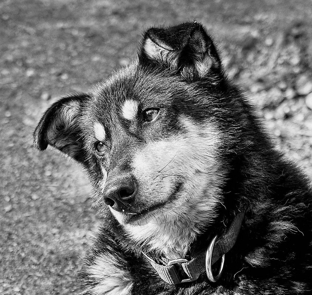 Imagem ilustrativa do artigo: Personalidade do tutor influencia o comportamento do cão? O que pesquisas indicam