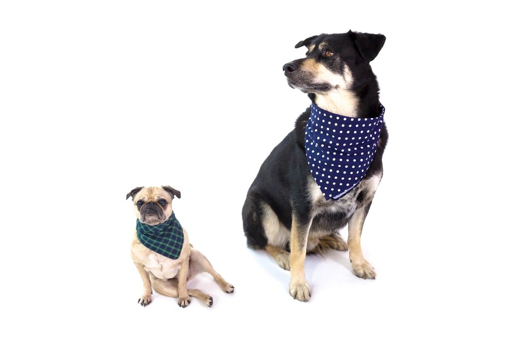 Imagem ilustrativa do artigo: Cães sabem distinguir tutores gentis de tutores injustos? O que revela a psicologia da justiça canina