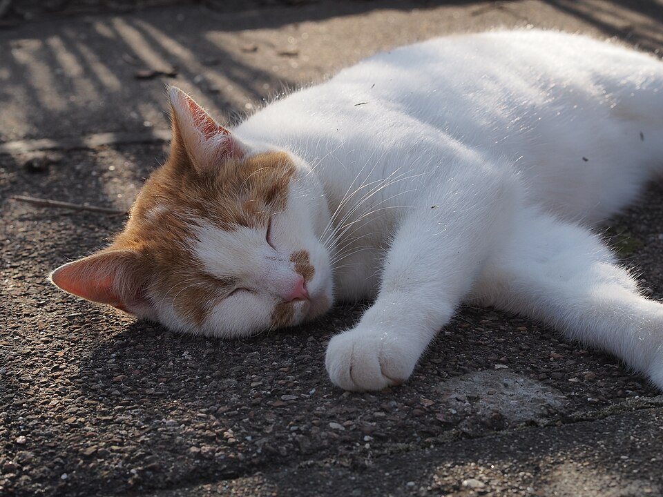 Imagem ilustrativa do artigo: Gatos formam vínculos de apego com humanos como os cães? O que mudou na visão científica