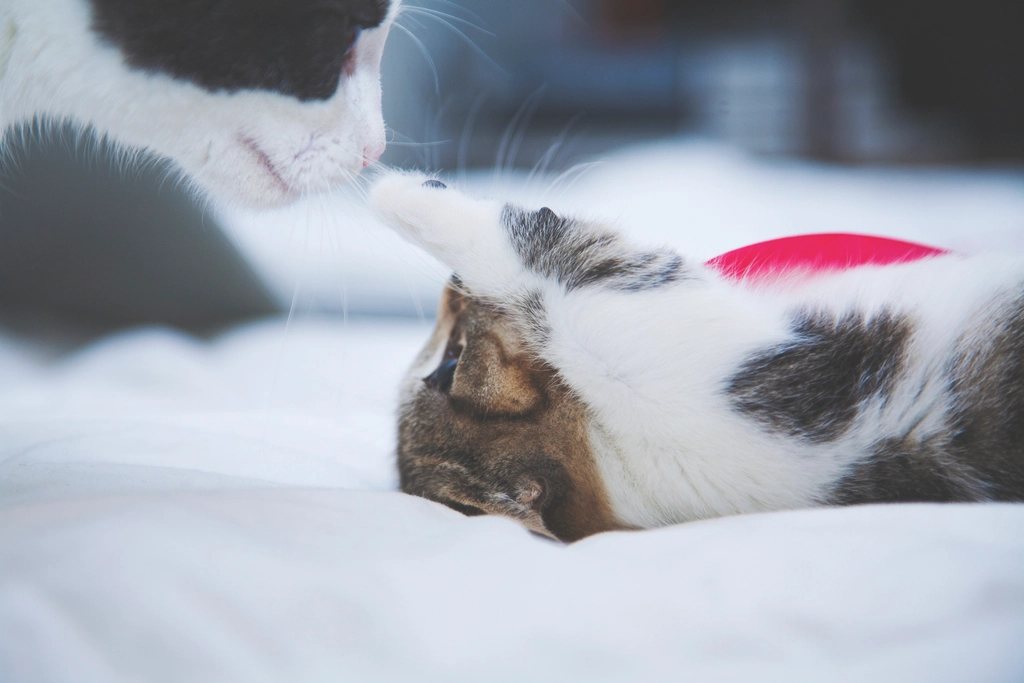 Imagem ilustrativa do artigo: Gatos escolhem seus humanos favoritos com base em quê, segundo a etologia
