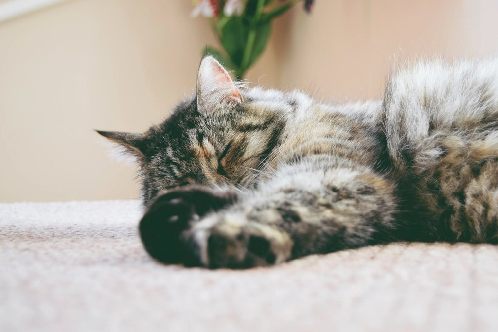 Imagem ilustrativa do artigo: Pets sentem os efeitos psicológicos de mudanças bruscas de rotina, como uma mudança de casa