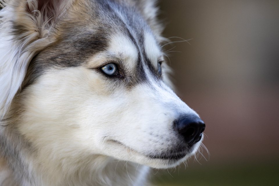 Imagem ilustrativa do artigo: Como o comportamento possessivo em pets se relaciona com insegurança e apego ansioso
