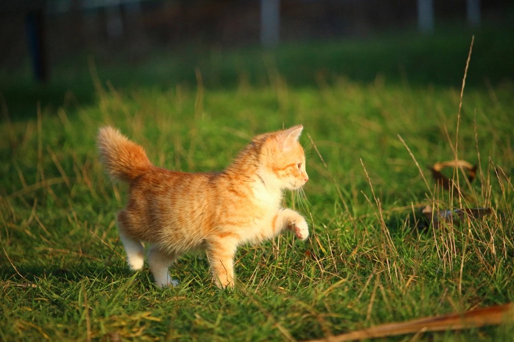 Imagem ilustrativa do artigo: Gatos que percorreram centenas de quilômetros para voltar para casa: como isso é possível