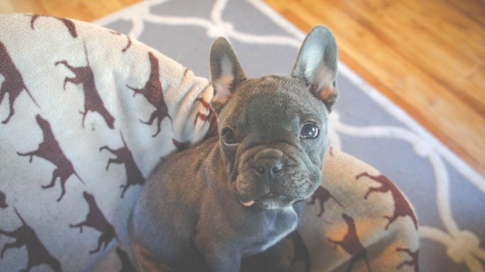 Imagem ilustrativa do artigo: O olfato canino é usado para detectar Covid-19: entenda a ciência por trás