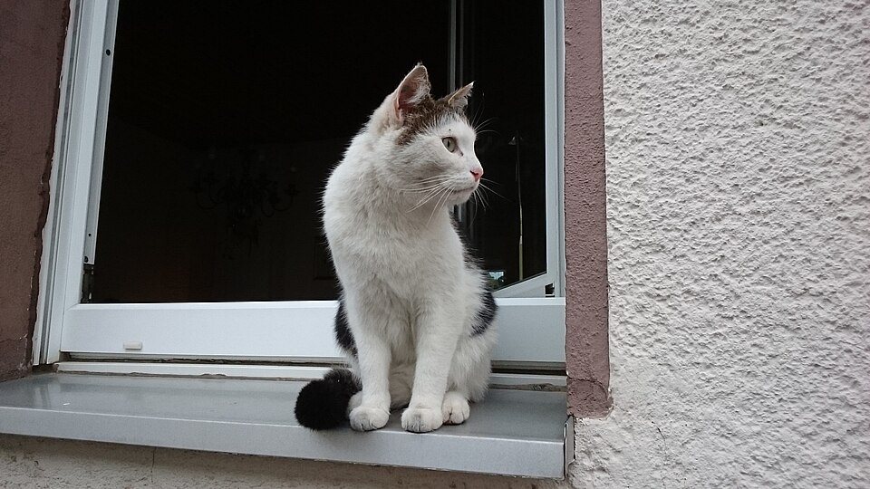 Imagem ilustrativa do artigo: Gatos que sobreviveram a quedas de andares altíssimos: a síndrome do gato paraquedista