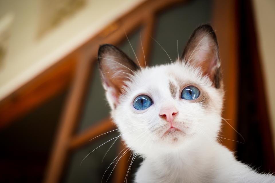 Imagem ilustrativa do artigo: Por que alguns gatos nascem completamente surdos e a relação com a cor branca da pelagem