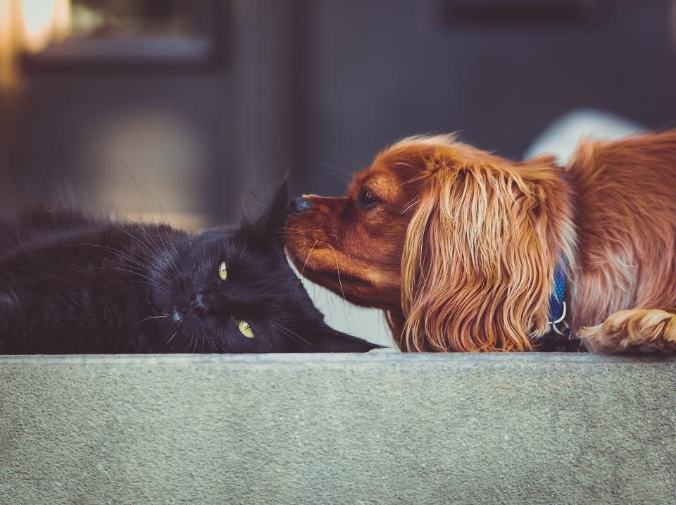 Imagem ilustrativa do artigo: O curioso caso dos gatos que adotam filhotes de outras espécies