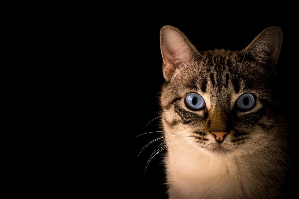 Imagem ilustrativa do artigo: A visão dos gatos no escuro: quantas vezes mais sensível que a visão humana