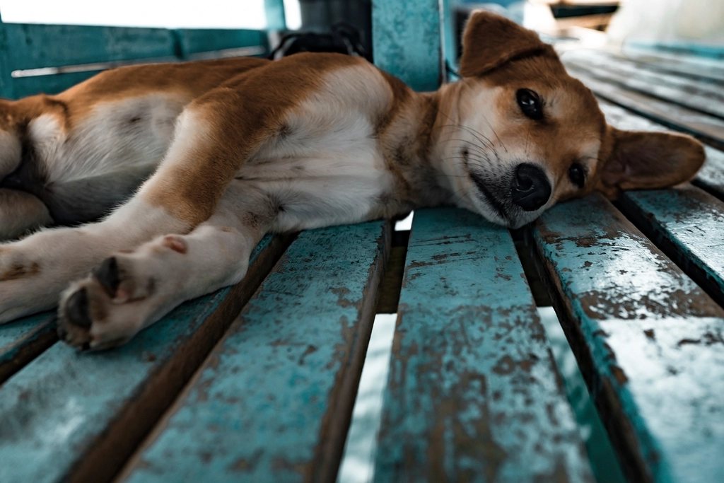 Imagem ilustrativa do artigo: Cães-guia: como é o treinamento que transforma um filhote em um guia de confiança