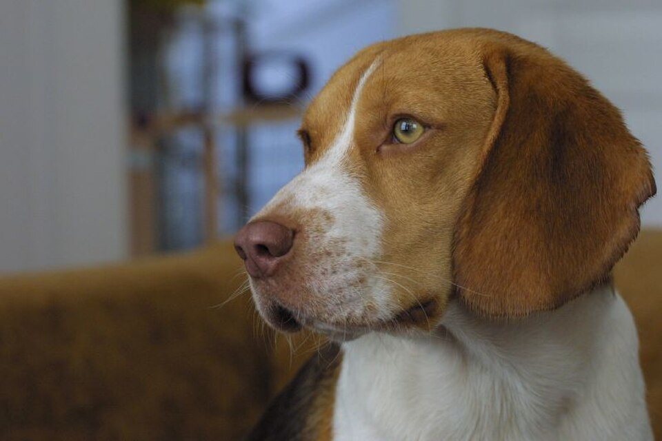 Imagem ilustrativa do artigo: O incrível faro dos cães: quantas vezes mais apurado que o olfato humano, de fato