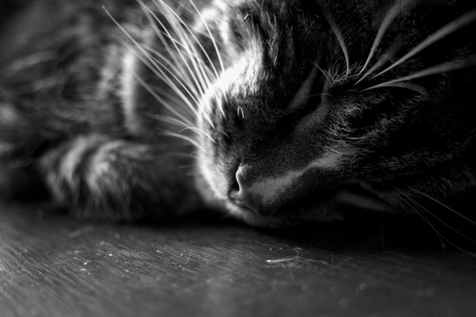 Imagem ilustrativa do artigo: Gatos ronronam em uma frequência que pode ajudar na cicatrização óssea: o que se sabe