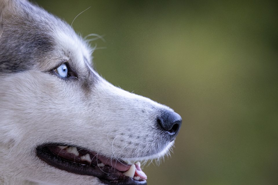 Imagem ilustrativa do artigo: Cães capazes de identificar o próprio dono pelo cheiro em meio a multidões