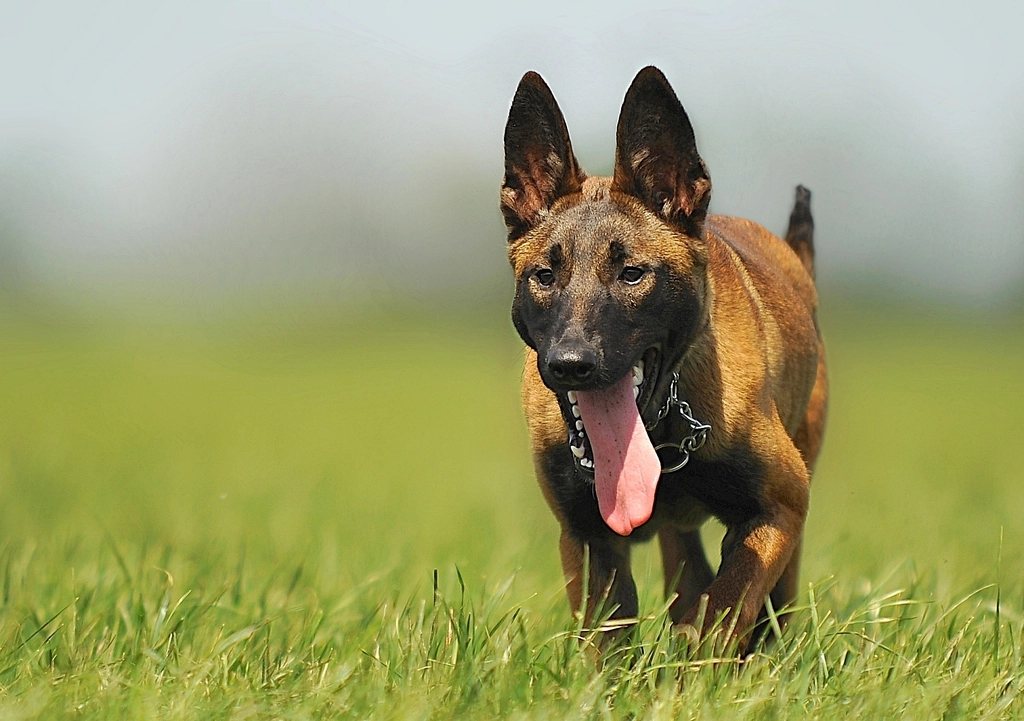 Imagem ilustrativa do artigo: Cães usados para detectar bombas e explosivos: como funciona esse faro treinado