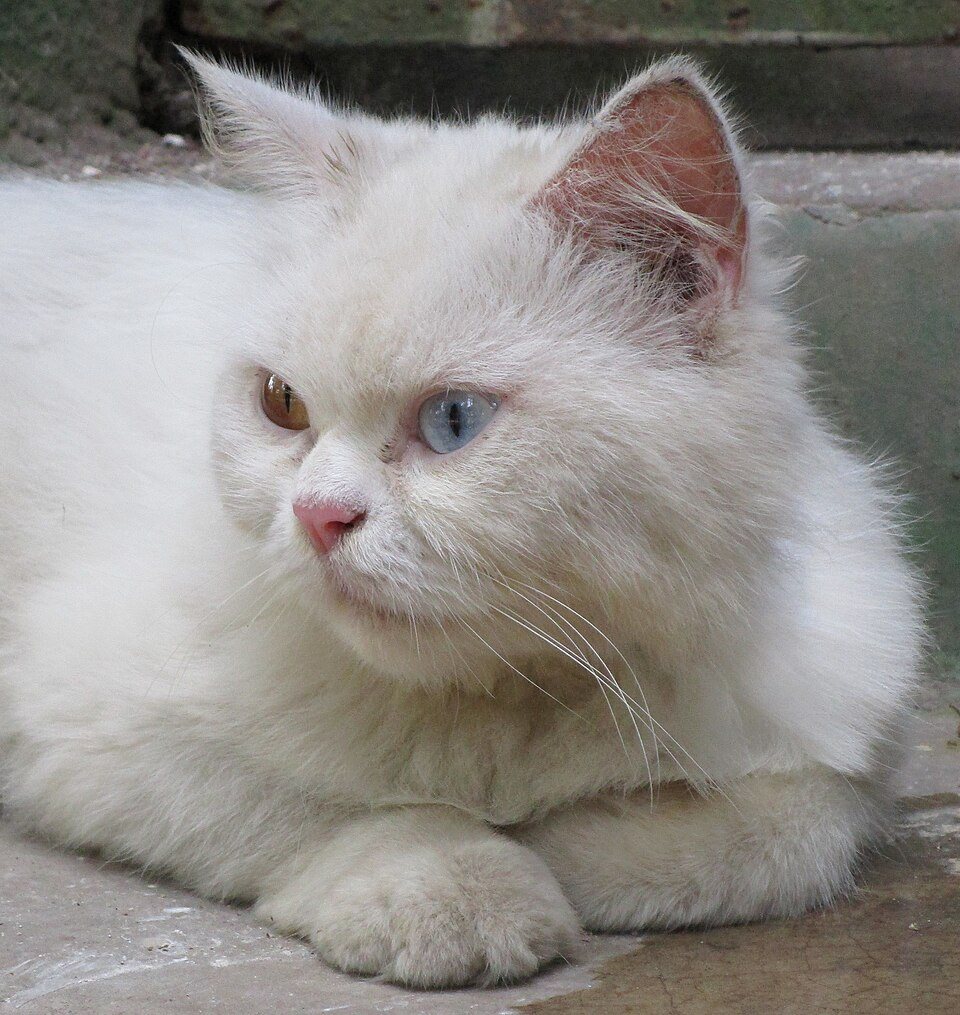 Imagem ilustrativa do artigo: Gatos com heterocromia: a genética por trás dos olhos de cores diferentes