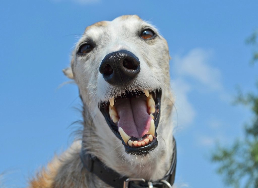 Imagem ilustrativa do artigo: Qual é a raça do cachorro da Anitta? Conheça Plínio, o Galgo Italiano da cantora