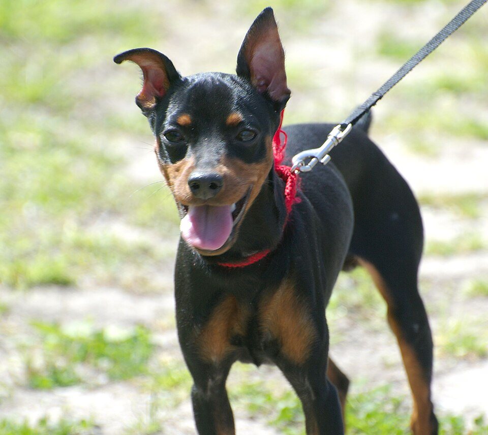Imagem ilustrativa do artigo: Qual é a raça do cachorro da Luísa Sonza? Conheça Gisele, a Pinscher da cantora
