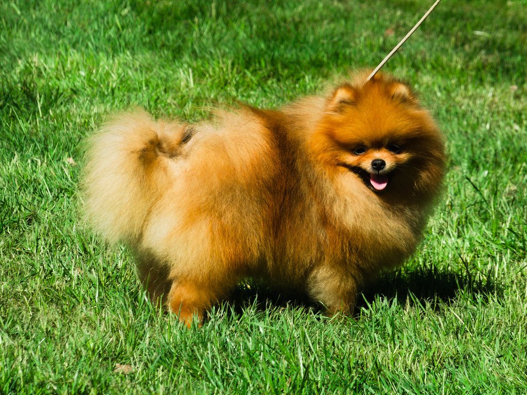 Imagem ilustrativa do artigo: Quais são as raças dos cachorros do Whindersson Nunes? De Lulu da Pomerânia a Dogue Alemão