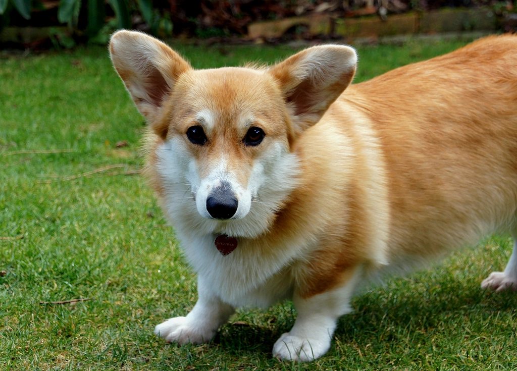 Imagem ilustrativa do artigo: Qual era a raça de cachorro favorita da Rainha Elizabeth II? A história dos Corgis reais