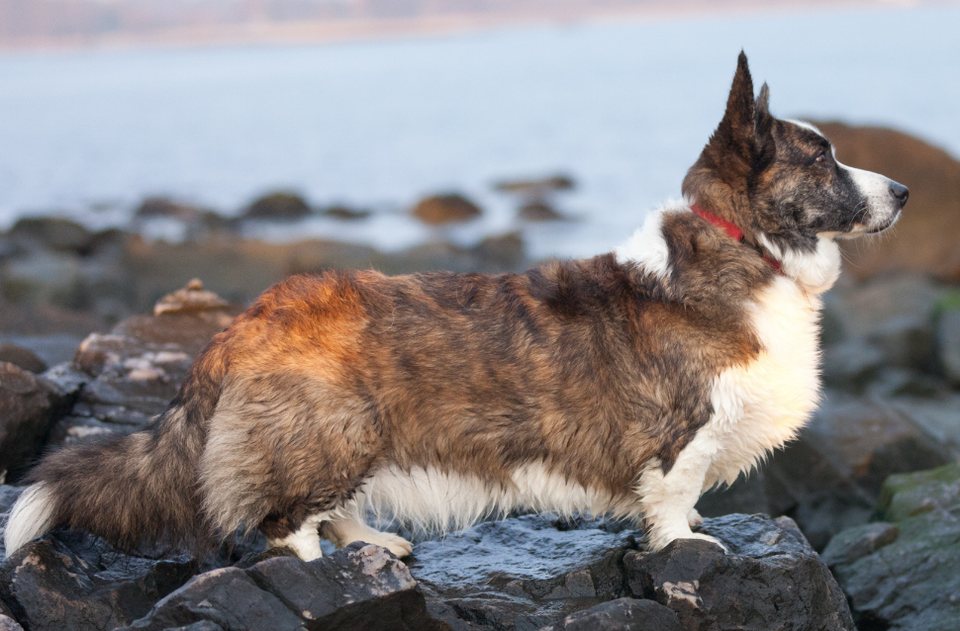 Imagem ilustrativa do artigo: Corgi: como a Rainha Elizabeth II tornou essa raça um símbolo mundial