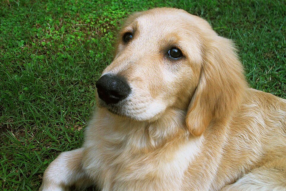 Imagem ilustrativa do artigo: Golden Retriever: por que essa raça é tão popular entre artistas e influenciadores com filhos